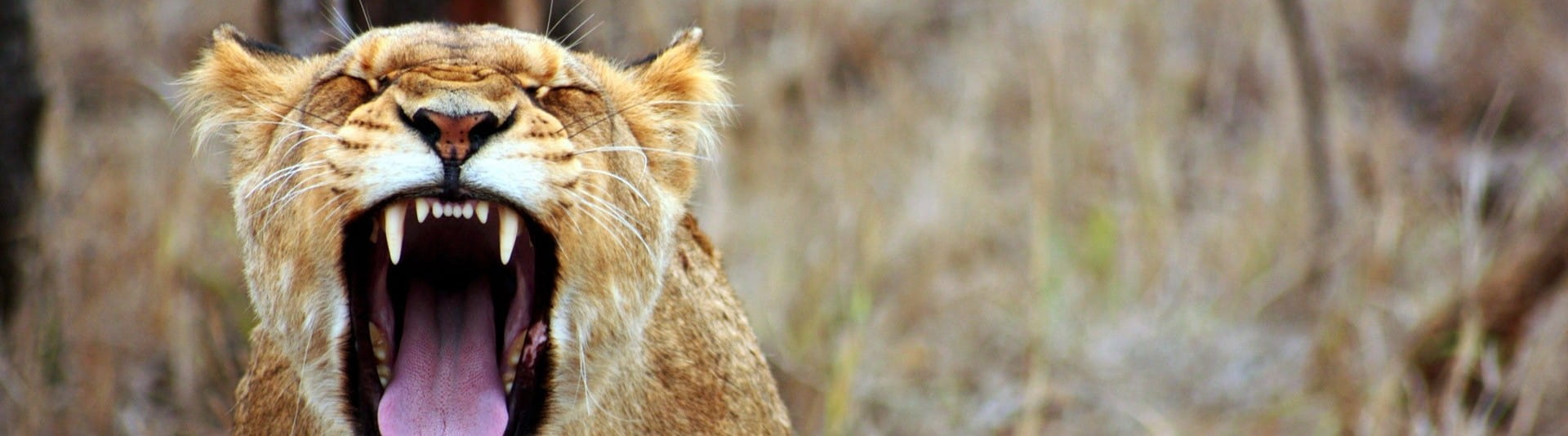 BANNER - TOP 5 Nov 19 BANNER - TOP 5 Nov 19